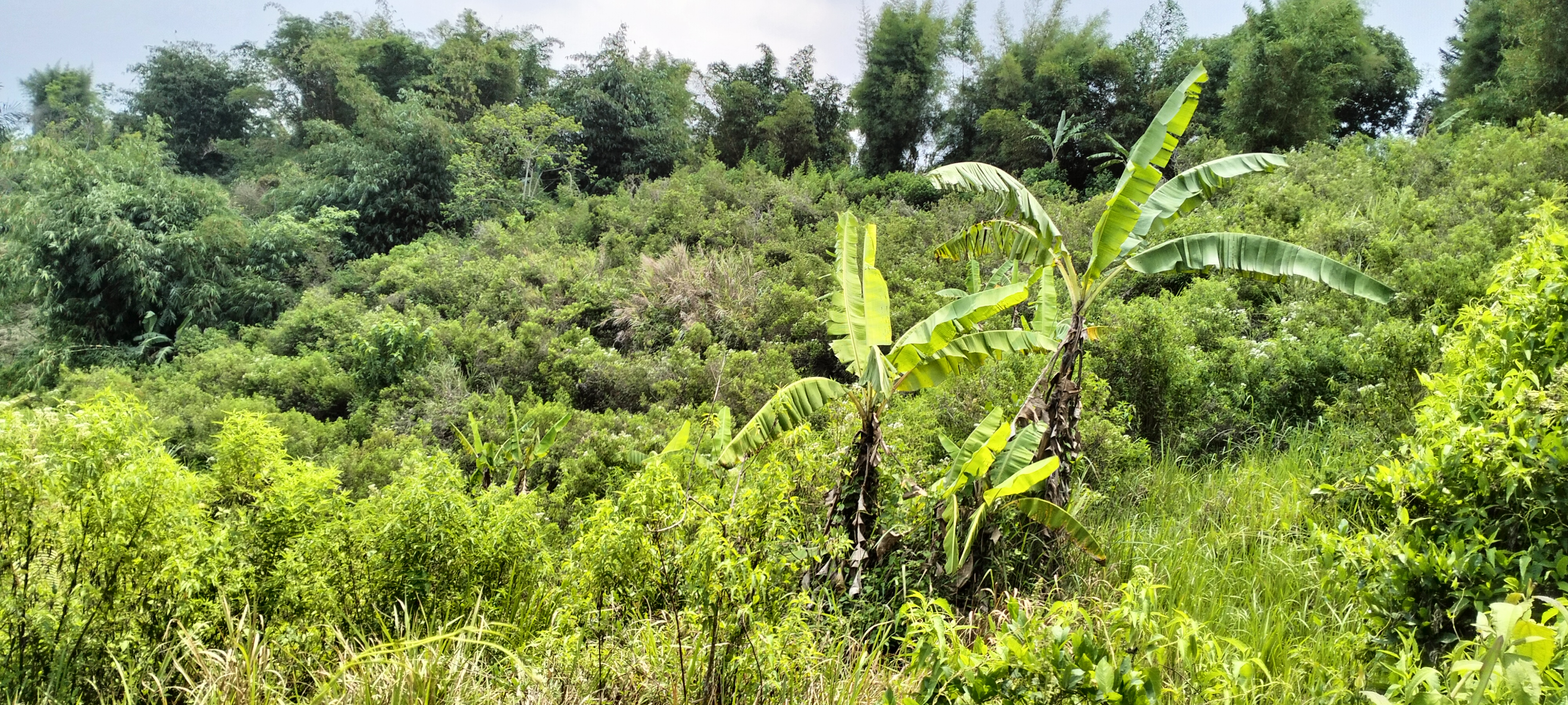 TANAH - CIGOMBONG